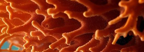 Textura orgânica alaranjada
