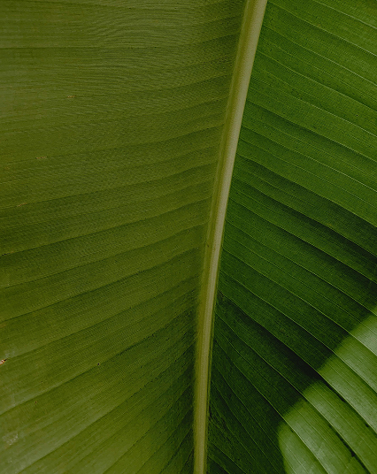 Bananeira com padrões naturais