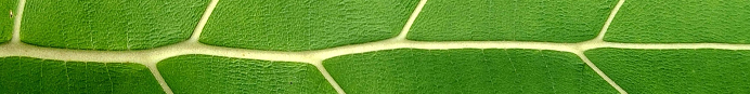 Nervuras de uma folha verde