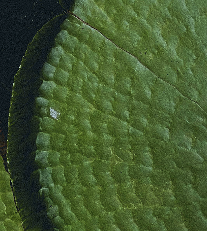 Detalhe verde de uma almofada de nenúfar
