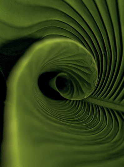 Folha verde em espiral